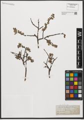 Foto von Salix L.